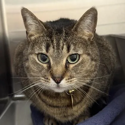 A senior medium-sized female Brown / Chocolate Domestic Short Hair cat named Madeline for adoption in Lansing, MI