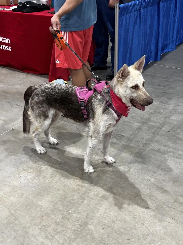 An adult large-sized female Apricot / Beige German Shepherd Dog dog named Tomasa for adoption in Sealy, TX