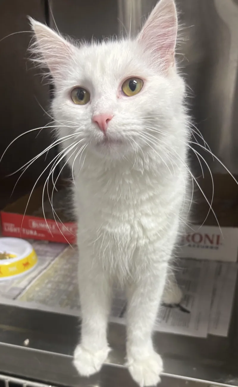 A young medium-sized female White Domestic Medium Hair cat named Elsa for adoption in North Haven, CT
