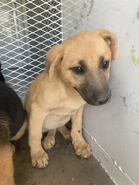A baby small-sized female Yellow / Tan / Blond / Fawn Shepherd dog named Stardust  URGENT for adoption in Thousand Oaks, CA