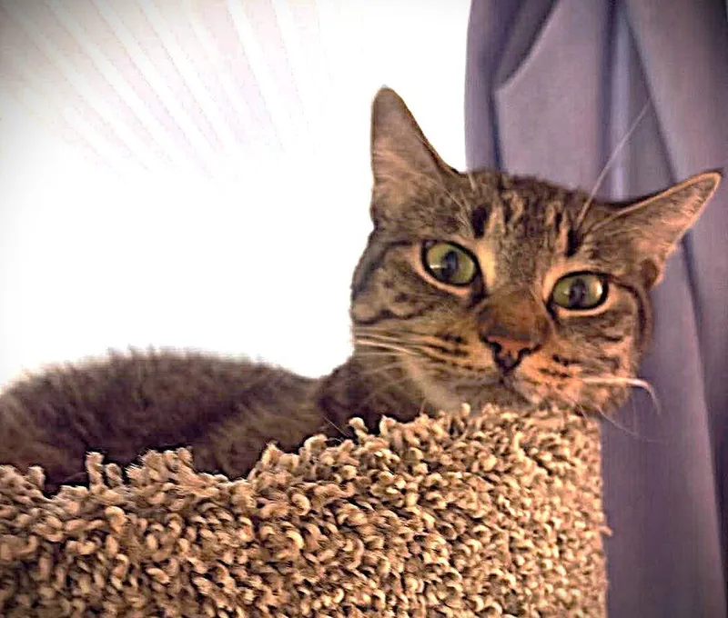 An adult medium-sized female Tabby cat named Maxine for adoption in Fort Myers, FL