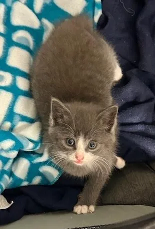 A baby small-sized male Gray & White Domestic Short Hair cat named Storm Silver for adoption in Greensboro, NC