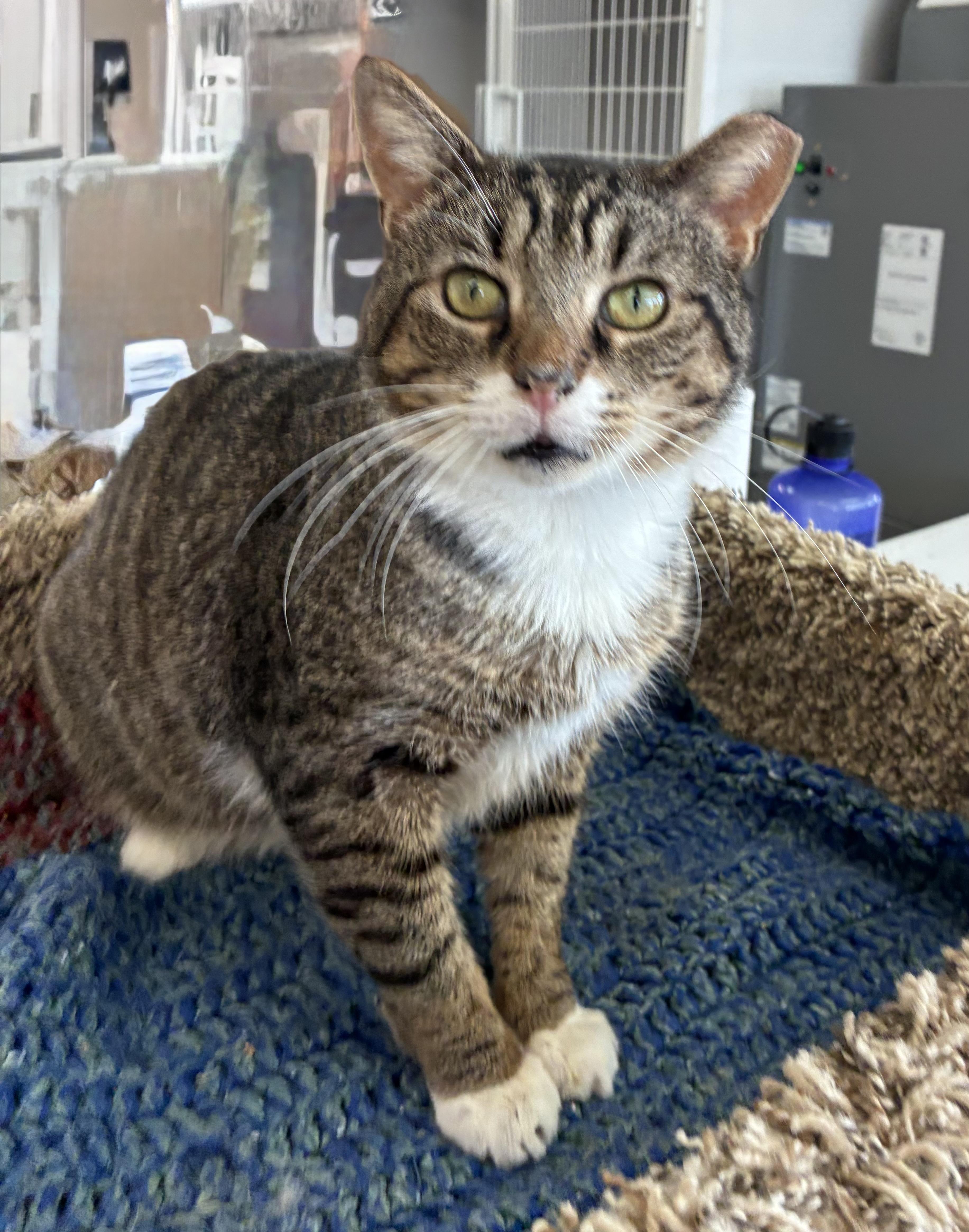 Walkie Talkie thumbnail 2