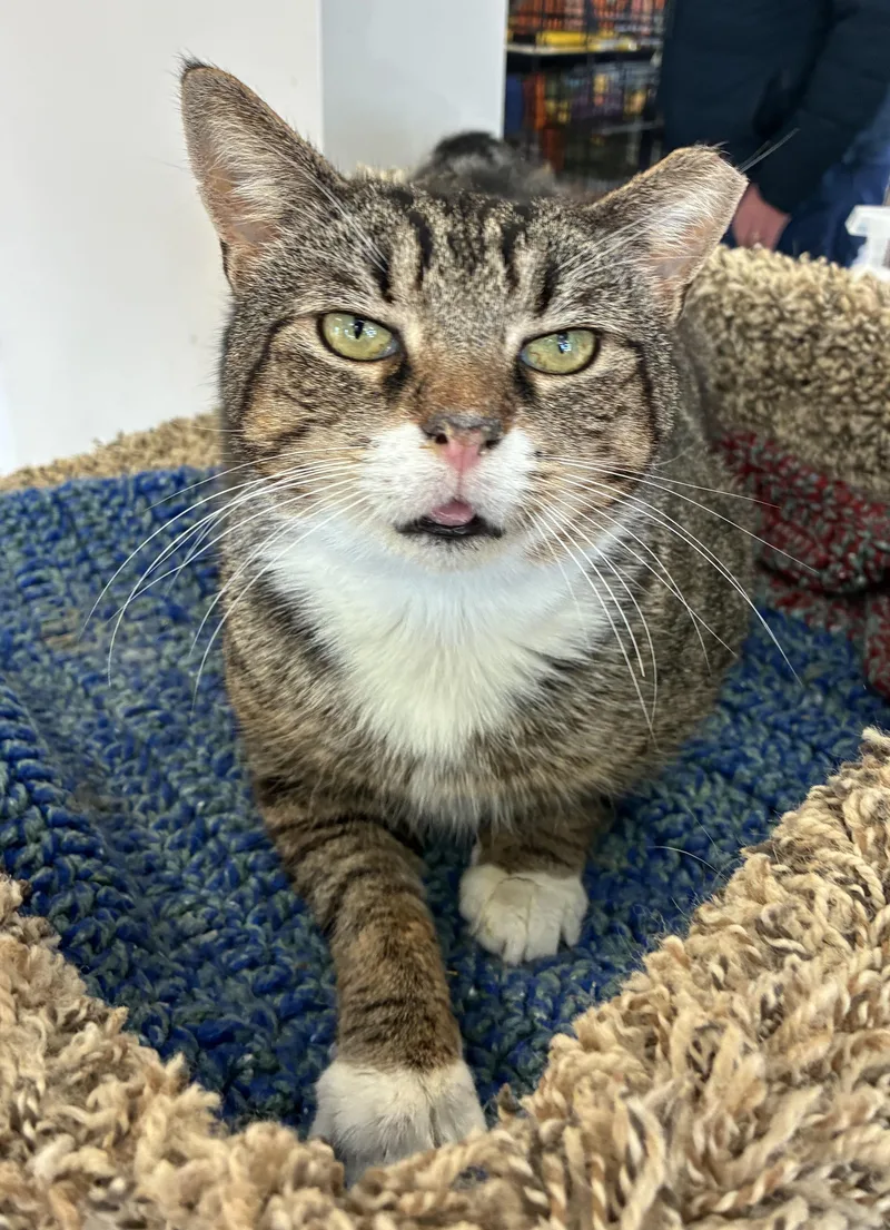 Walkie Talkie thumbnail 3