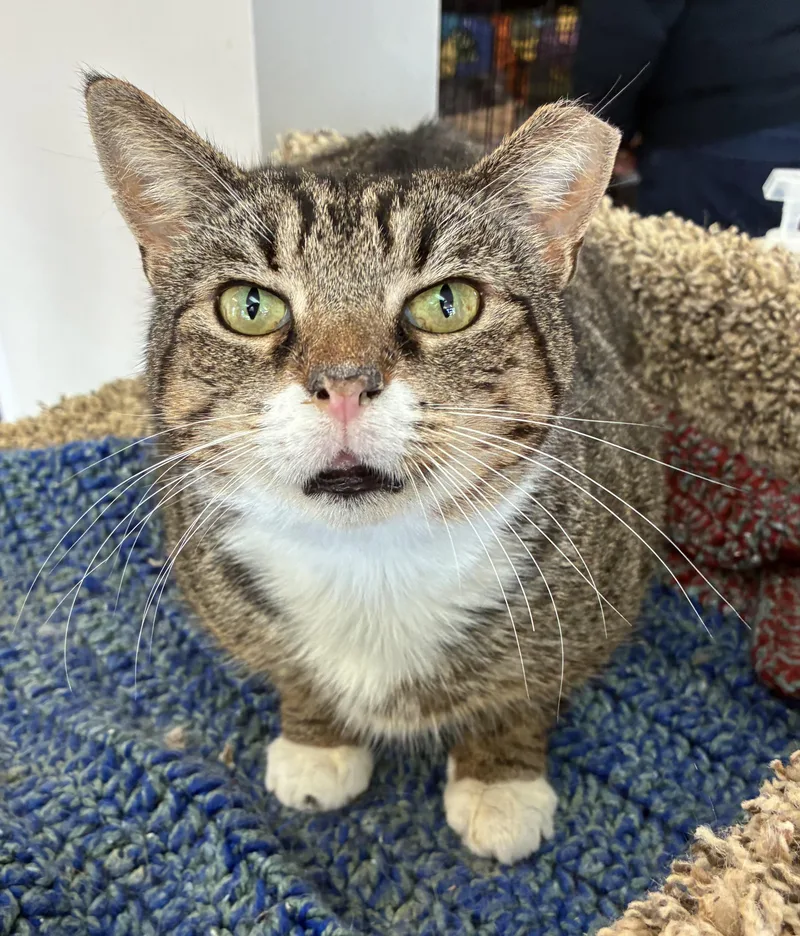 An adult large-sized male Tabby (Tiger Striped) Domestic Short Hair cat named Walkie Talkie for adoption in Breinigsville, PA
