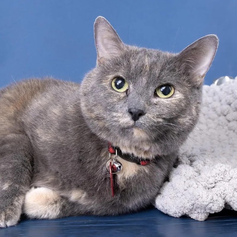 A senior extra large-sized female Gray / Blue / Silver Domestic Short Hair cat named Chewy for adoption in Franklin, TN