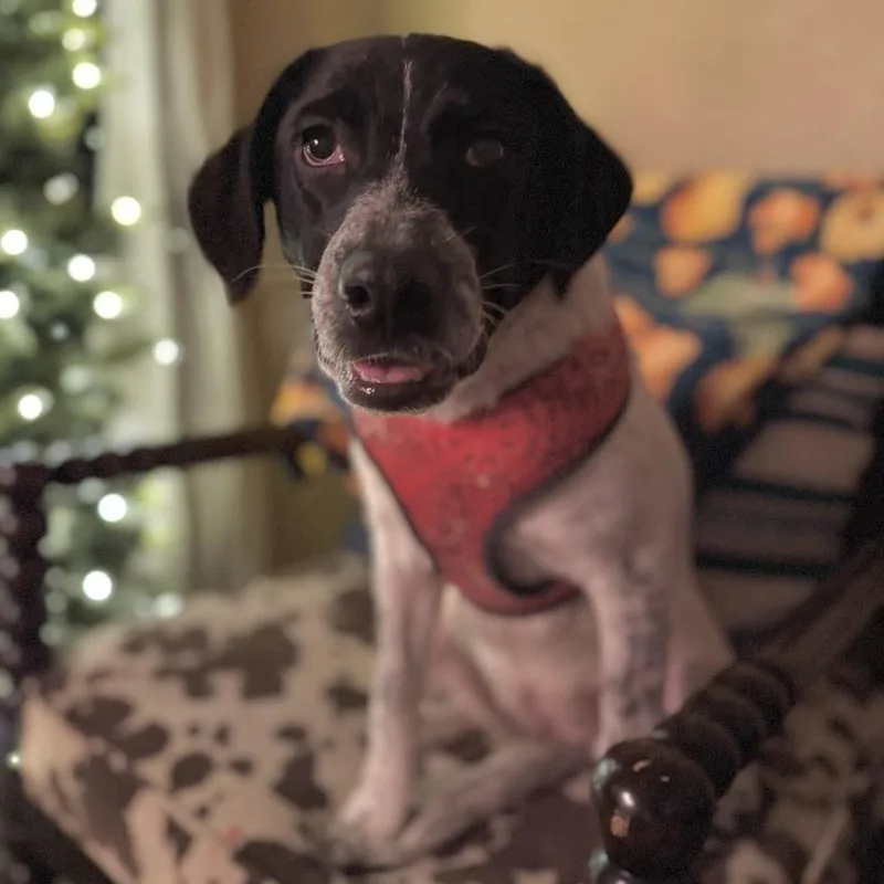 An adult small-sized female Australian Cattle Dog / Blue Heeler dog named Dusty for adoption in Beaumont, TX