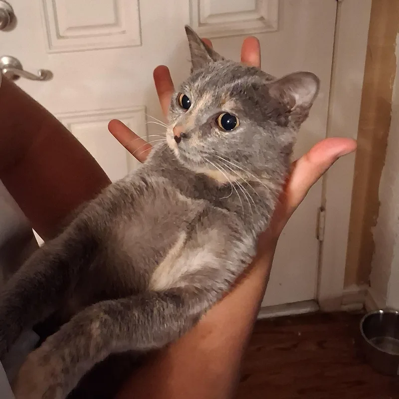 A baby medium-sized female Dilute Tortoiseshell cat named Ashtoria for adoption in Dallas, TX