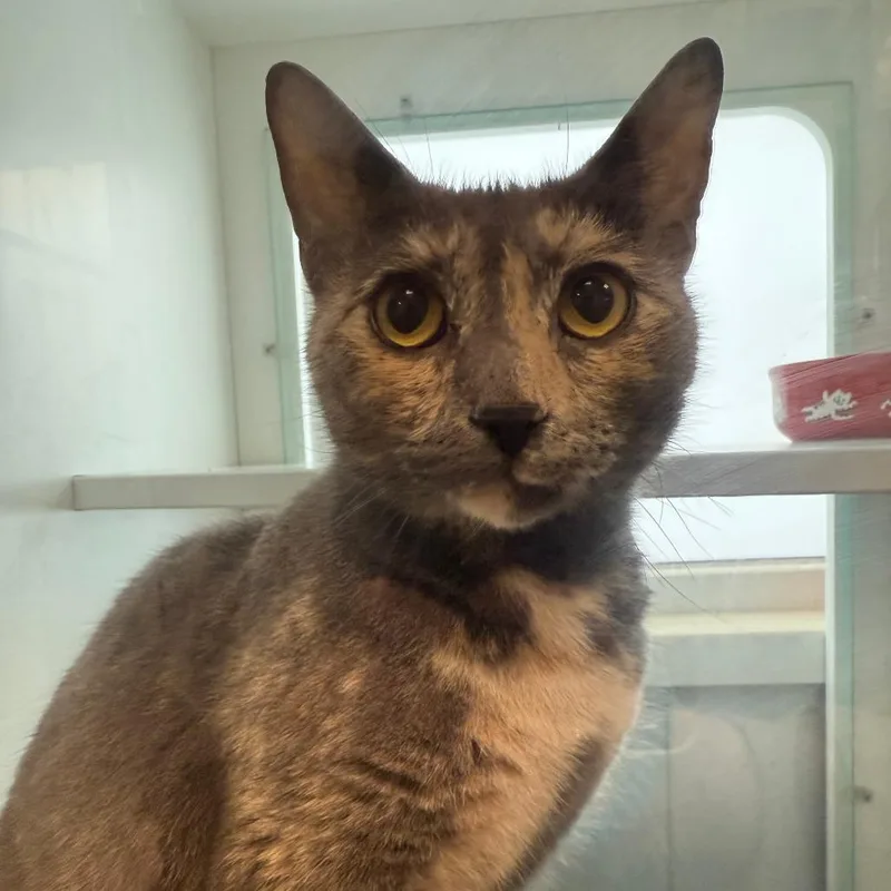 A young small-sized female Calico Domestic Short Hair cat named Chicklet for adoption in Branford, CT