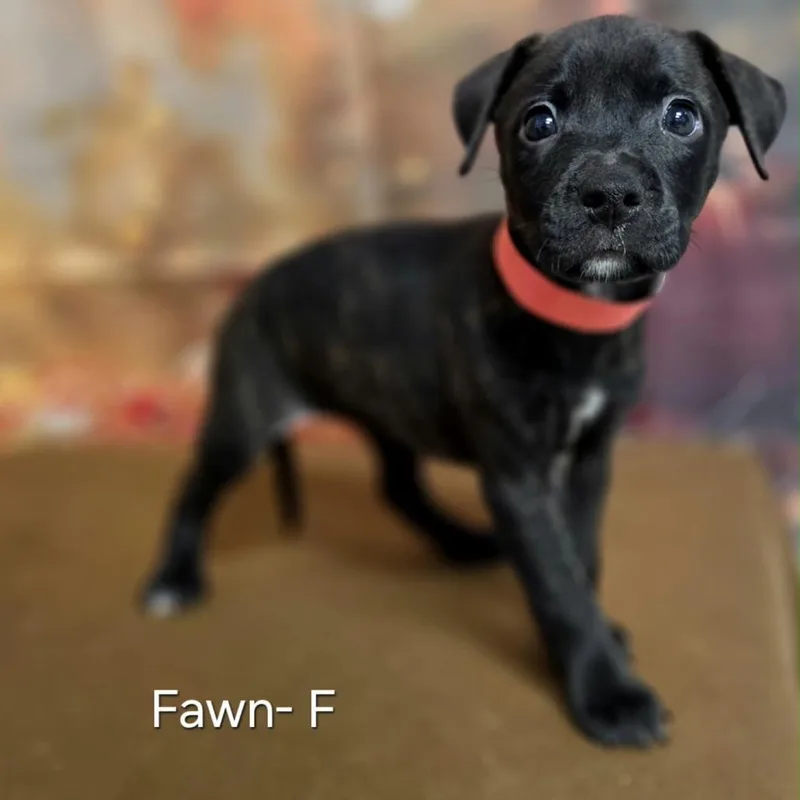 A baby medium-sized female Retriever dog named Fawn for adoption in Griswold, CT
