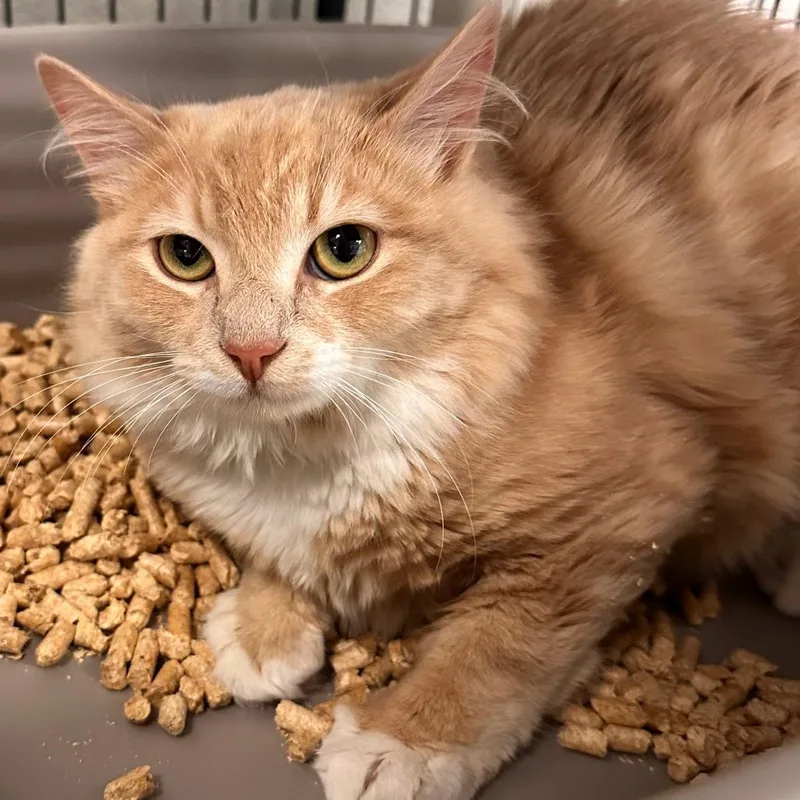 Hersberry thumbnail 3