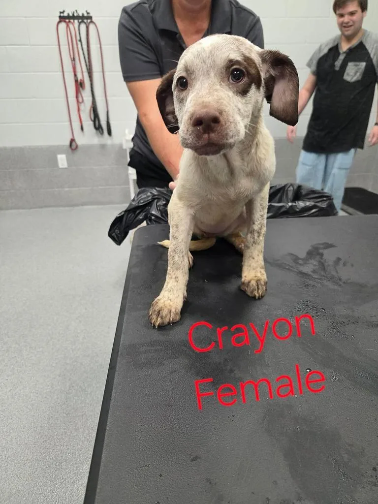 A baby medium-sized female Labrador Retriever dog named Crayon for adoption in Livingston, LA