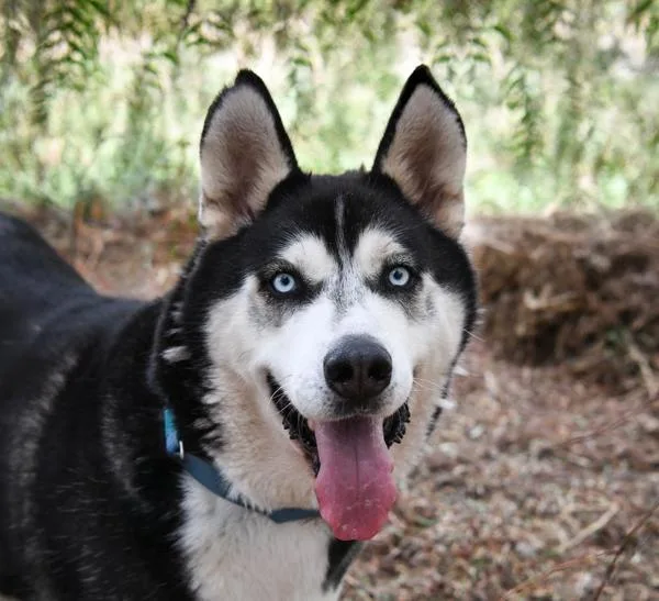 An adult extra large-sized male Siberian Husky dog named Milo for adoption in Oceanside, CA