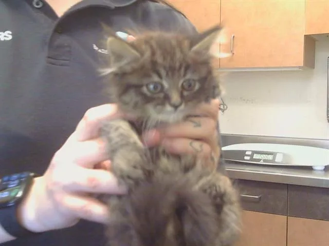 A baby small-sized female Domestic Short Hair cat named Mulan for adoption in Sacramento, CA
