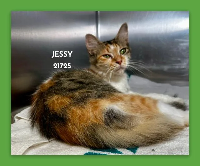 A young medium-sized female Calico Domestic Medium Hair cat named Jessy for adoption in Marietta, GA