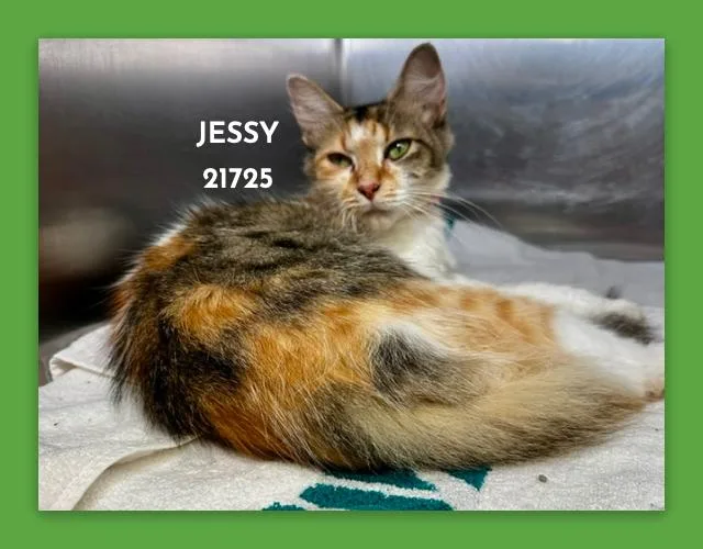 Jessy thumbnail 2