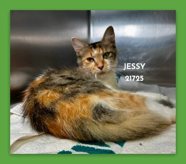 Jessy thumbnail 3