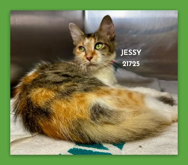 Jessy thumbnail 4