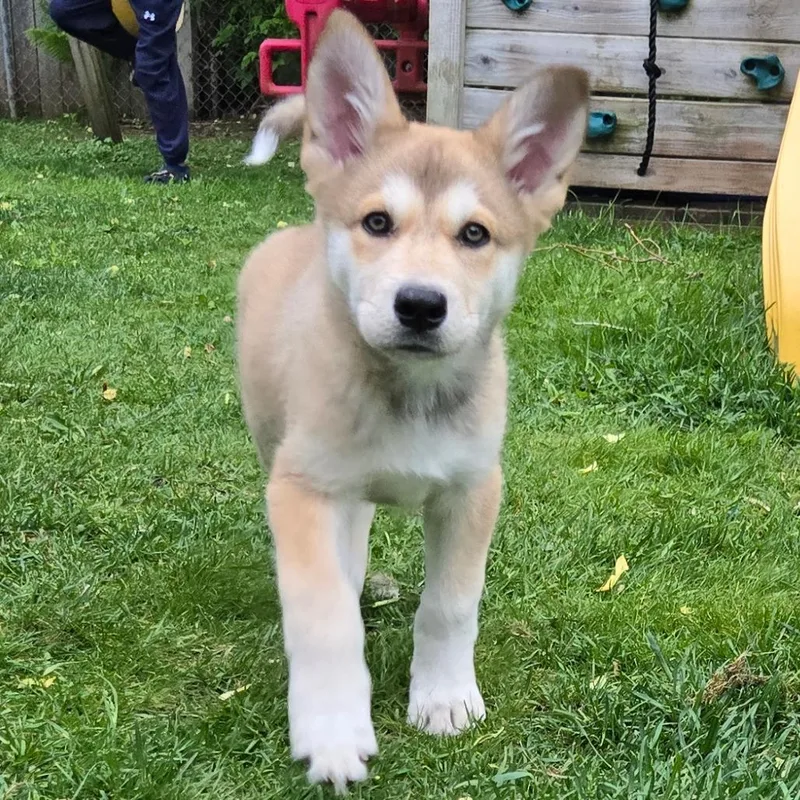 A baby medium-sized male Yellow / Tan / Blond / Fawn Shepherd dog named Takoda for adoption in Rochester, MN