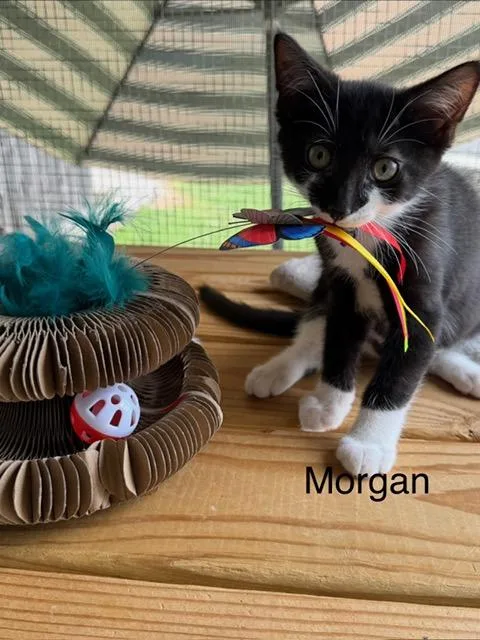 A young medium-sized male Black & White / Tuxedo Domestic Short Hair cat named Morgan for adoption in Karns City, PA
