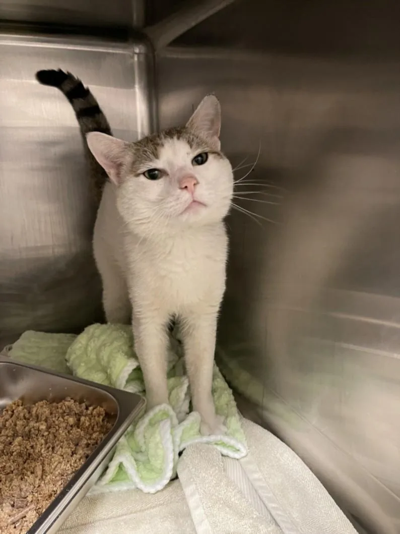 A young medium-sized male Domestic Short Hair cat named Sisqo for adoption in Hagerstown, MD