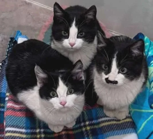 A baby small-sized male Domestic Short Hair cat named Pringle for adoption in Republic, MO