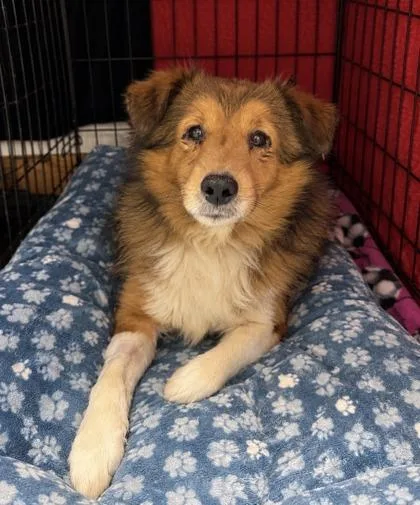 An adult small-sized male Brown / Chocolate Shetland Sheepdog / Sheltie dog named Snickers for adoption in Tinley Park, IL