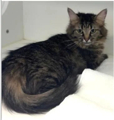 A young medium-sized female Domestic Medium Hair cat named Lolly for adoption in Greenfield, IN