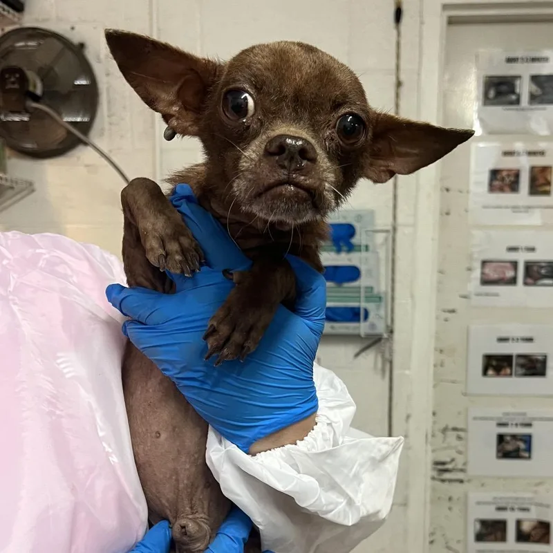 An adult small-sized male Brown / Chocolate Chihuahua dog named Carl for adoption in Edinburg, TX