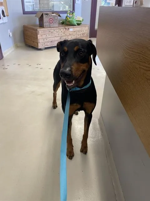 A young medium-sized male Doberman Pinscher dog named Debo for adoption in Santa Cruz, CA