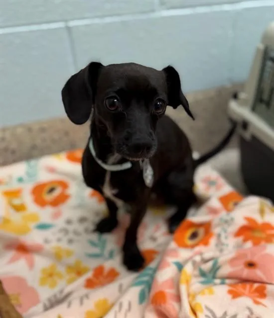 A young small-sized female Chihuahua dog named Haley for adoption in Brighton, CO