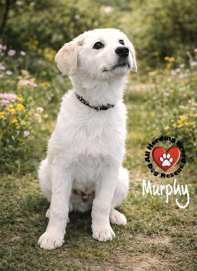 A baby large-sized male White / Cream Great Pyrenees dog named Murphy for adoption in Joliet, IL