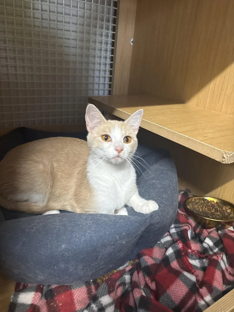 An adult small-sized female Orange & White Domestic Short Hair cat named Charlotte for adoption in White Bluff, TN