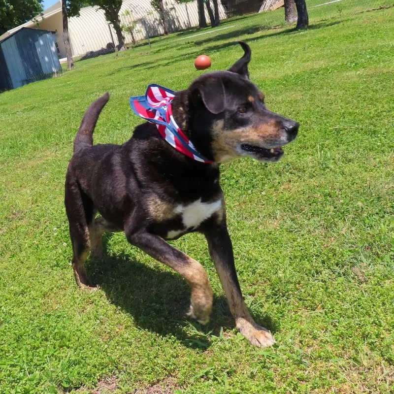 A senior large-sized male Black Rottweiler dog named Casey Jones for adoption in Wadena, MN