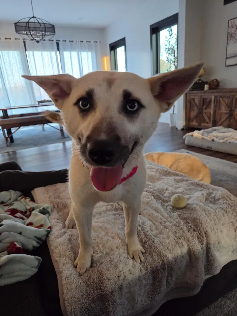 A baby medium-sized female White / Cream Husky dog named Azure Artist for adoption in Andover, MA