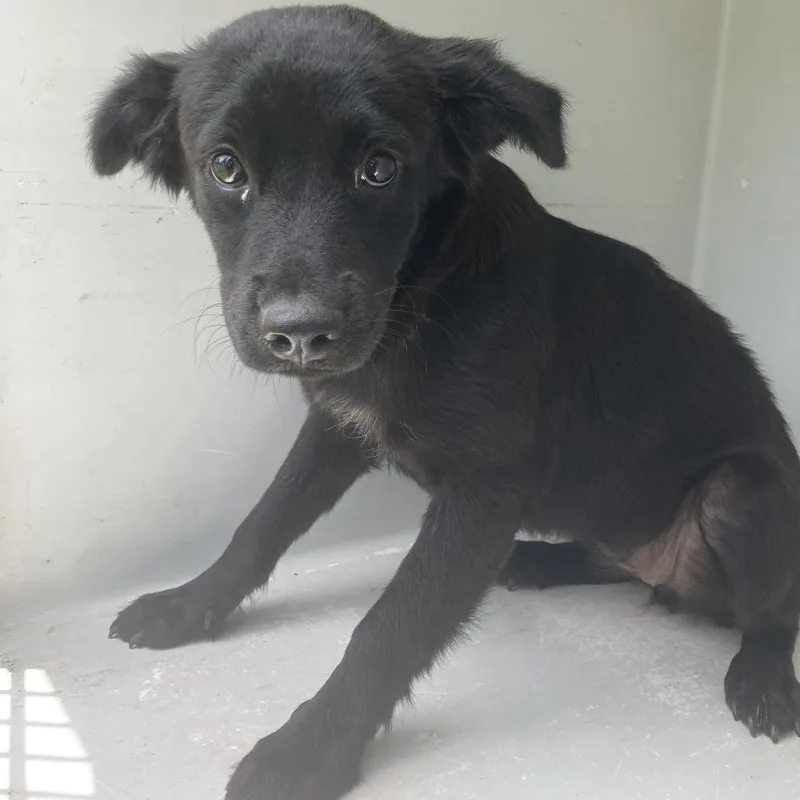 An adult medium-sized female Black Collie dog named Bindi for adoption in Beaumont, TX