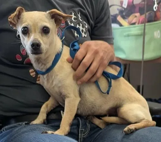 An adult small-sized female White / Cream Chihuahua dog named Koa for adoption in Van Alstyne, TX