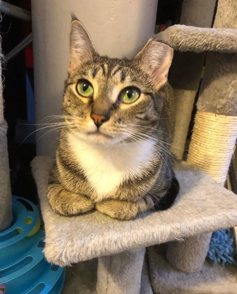 A young medium-sized female Tabby (Brown / Chocolate) Domestic Short Hair cat named Athena for adoption in New York, NY