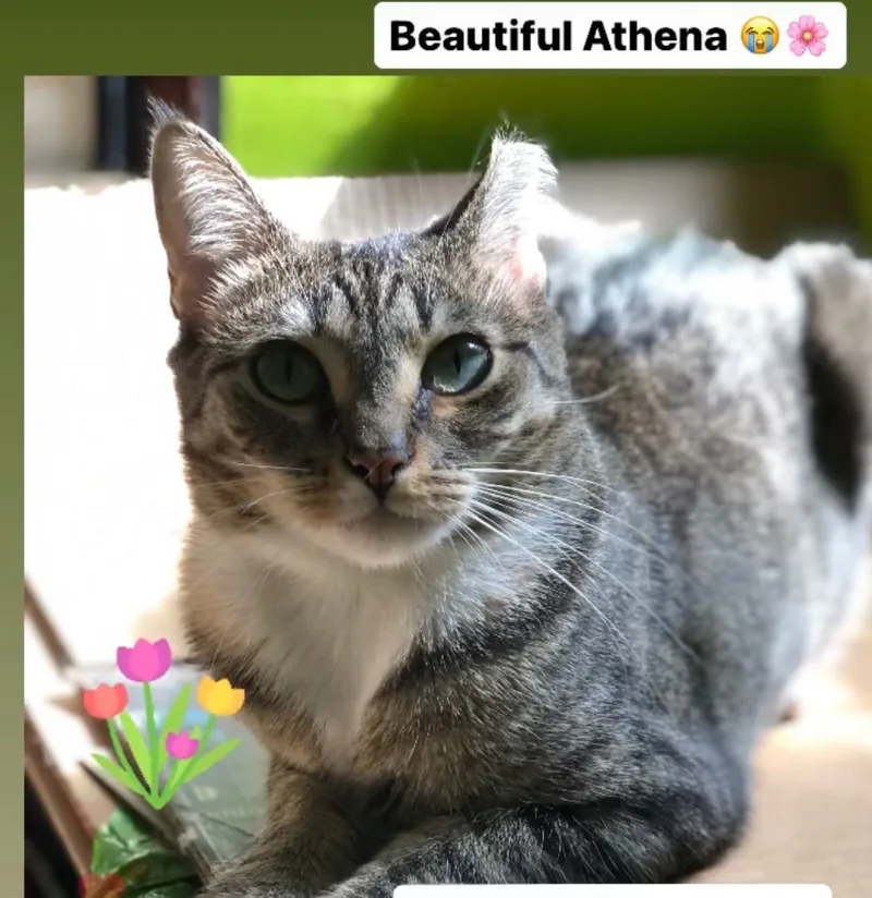 Athena thumbnail 2