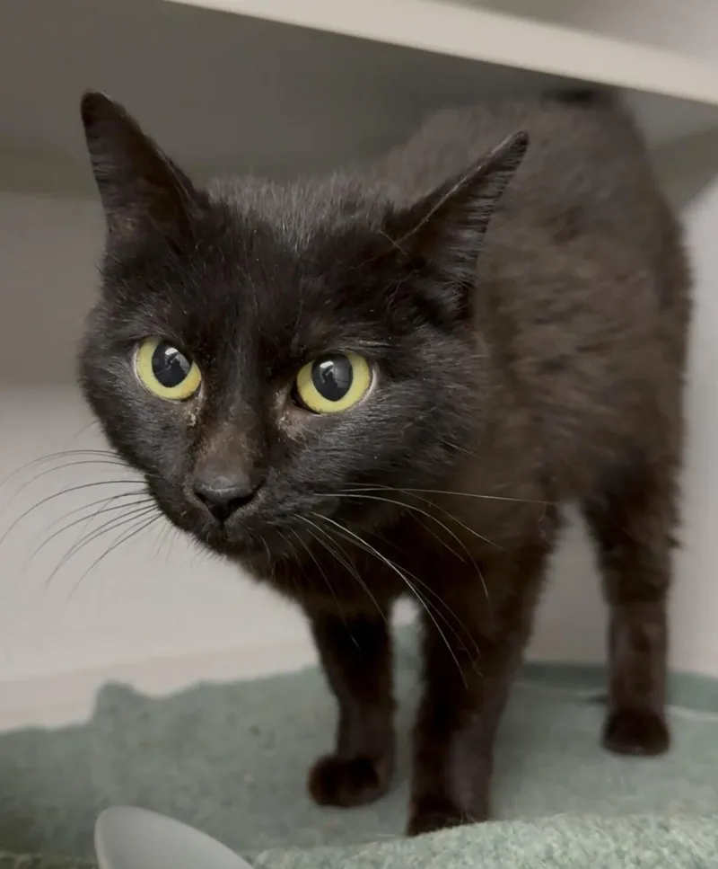 An adult small-sized female Black Domestic Short Hair cat named Wee for adoption in Osseo, MI