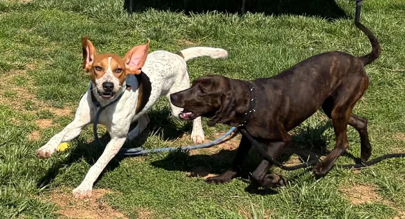 Lil Spork thumbnail 6