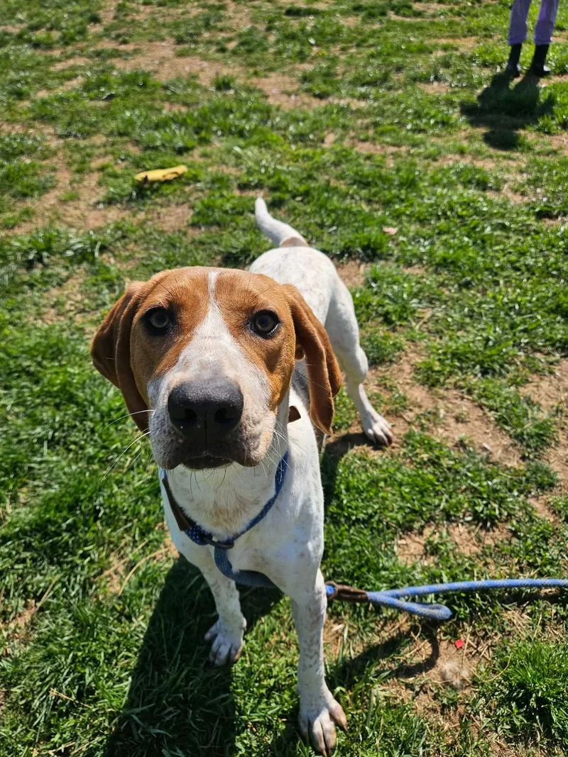 A baby medium-sized female Red / Chestnut / Orange English Coonhound dog named Lil Spork for adoption in Culpeper, VA
