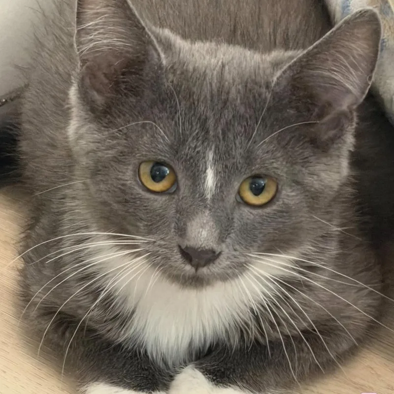 A baby medium-sized female Gray / Blue / Silver Domestic Short Hair cat named Amber Silverman for adoption in Eagle Mountain, UT