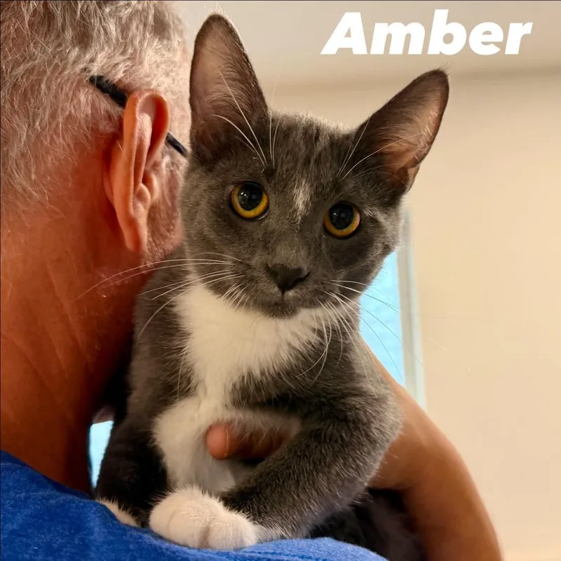 Amber Silverman thumbnail 4