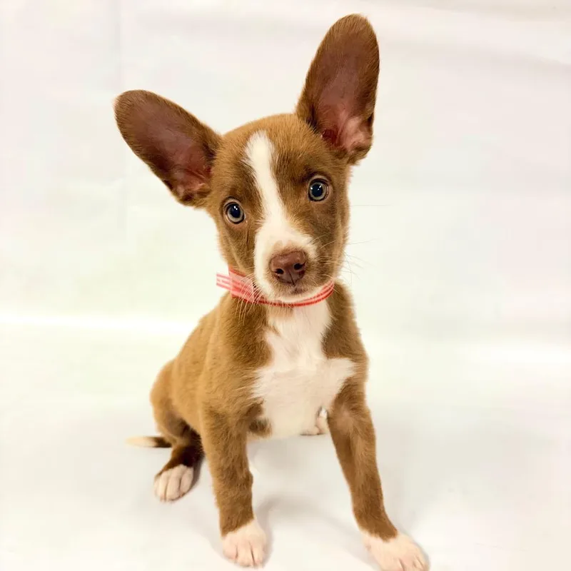 A baby small-sized male Australian Shepherd dog named Wingnut for adoption in Parker, CO
