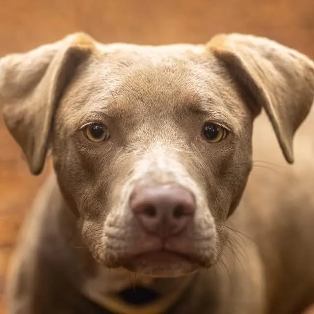A young medium-sized female Yellow / Tan / Blond / Fawn Mixed Breed dog named Paisley for adoption in Decatur, GA