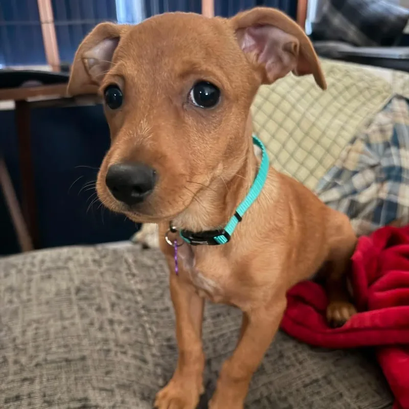 A baby small-sized male Red / Chestnut / Orange Chihuahua dog named Francois for adoption in Warren, RI