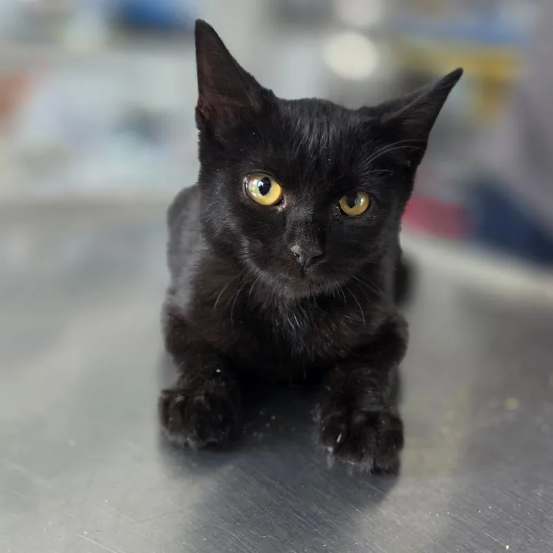A baby small-sized female Black Domestic Short Hair cat named Prue for adoption in Chapel Hill, NC