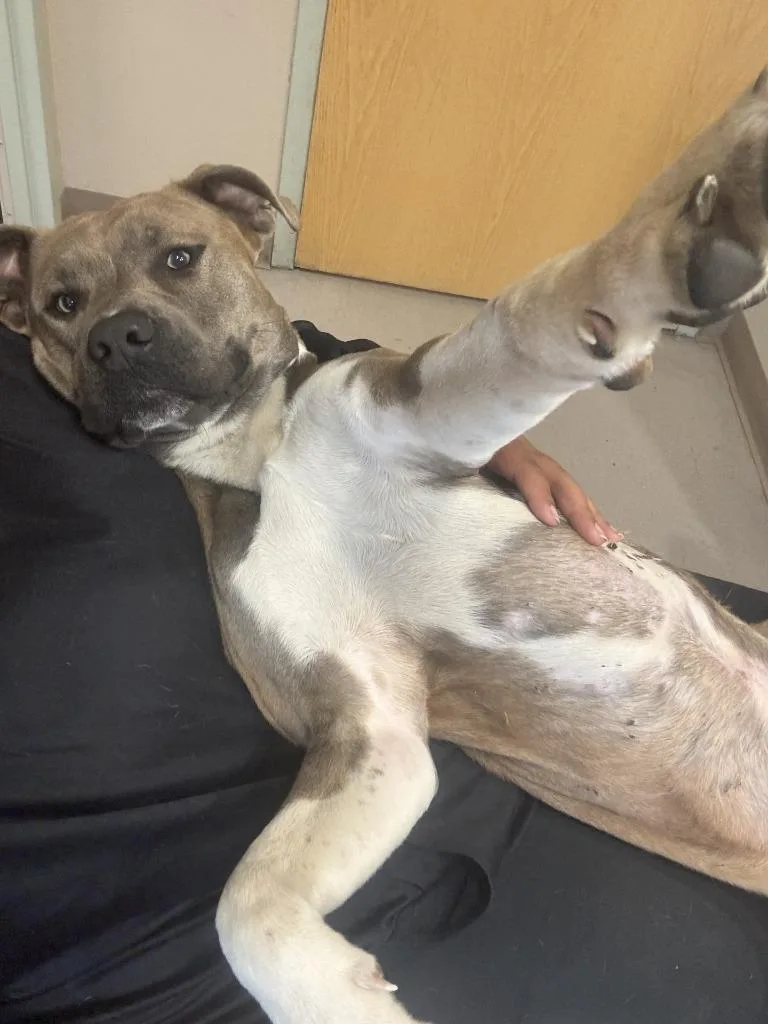 A young large-sized male Pit Bull Terrier dog named Blue for adoption in Quincy, CA