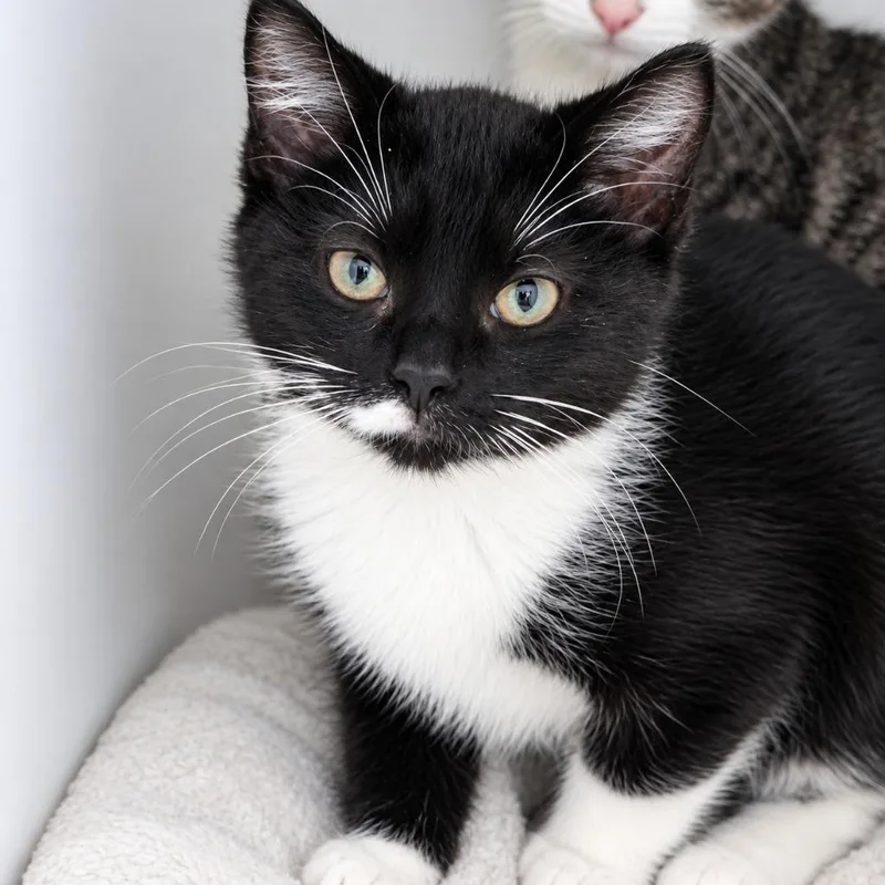 A baby small-sized female Domestic Short Hair cat named Phoebe for adoption in Walnutport, PA